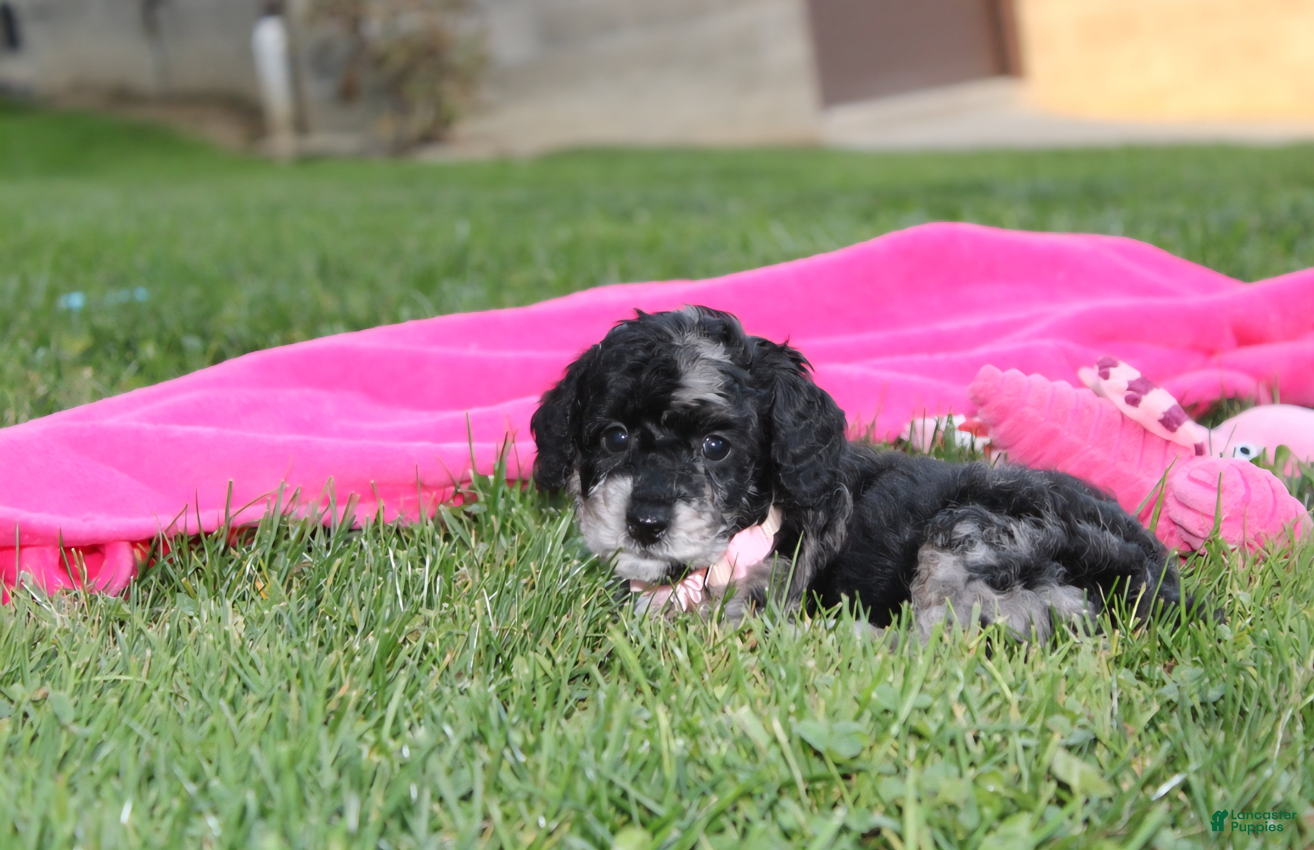 Miniature Poodle dogs for sale:  Bella - Ad 2