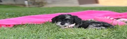 Miniature Poodle dogs for sale:  Bella - Ad 2