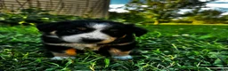 Australian Shepherd dogs for sale: Stripe - Ad 3