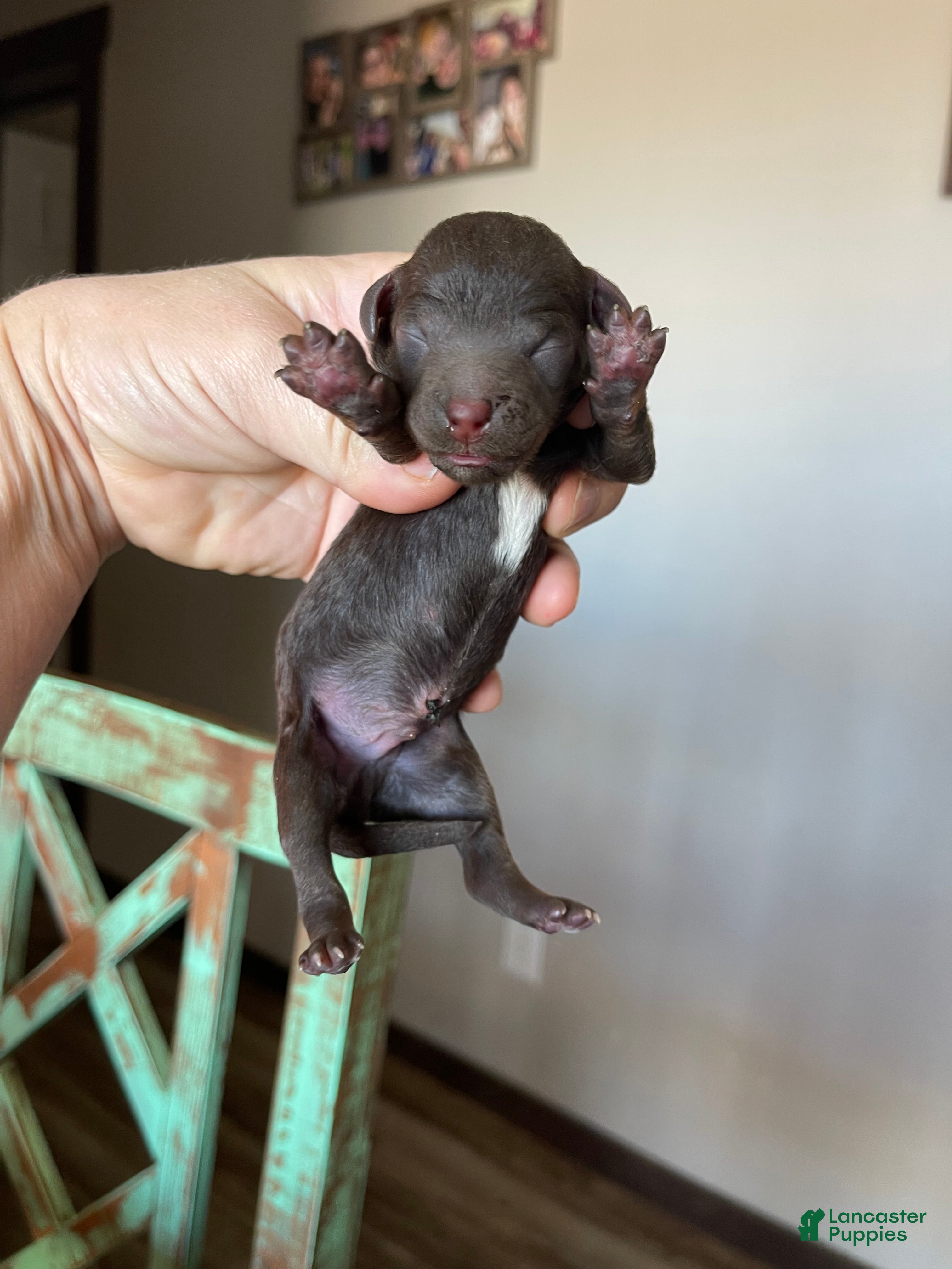 Miniature Poodle dogs Akc Clear Chocolate Phantom Boy 1 - Ad 34