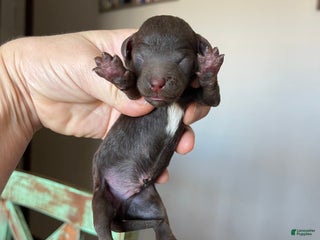 Miniature Poodle dogs Akc Clear Chocolate Phantom Boy 1 - Ad 34