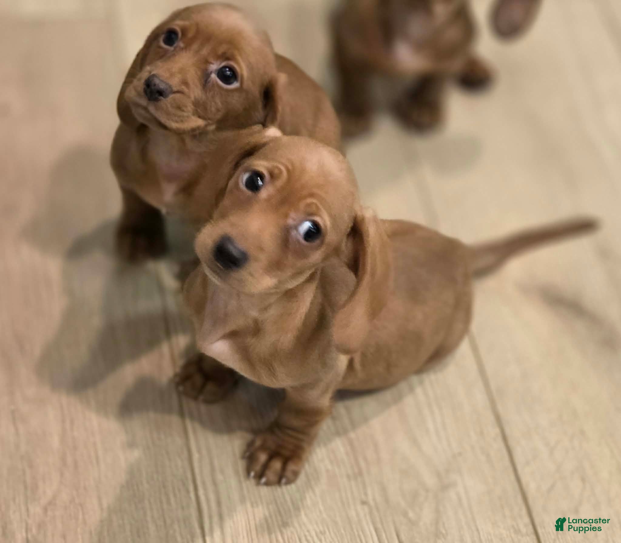 Miniature Dachshund dogs Miniature Dachshund Puppy 1 - Ad 5