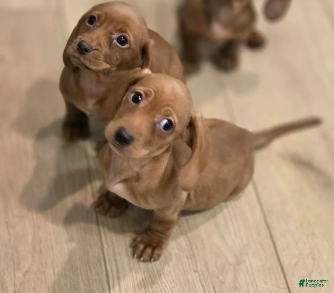 Miniature Dachshund dogs for sale: Miniature Dachshund Puppy 1 - Ad 1