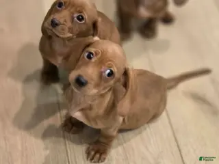 Miniature Dachshund dogs Miniature Dachshund Puppy 1 - Ad 4