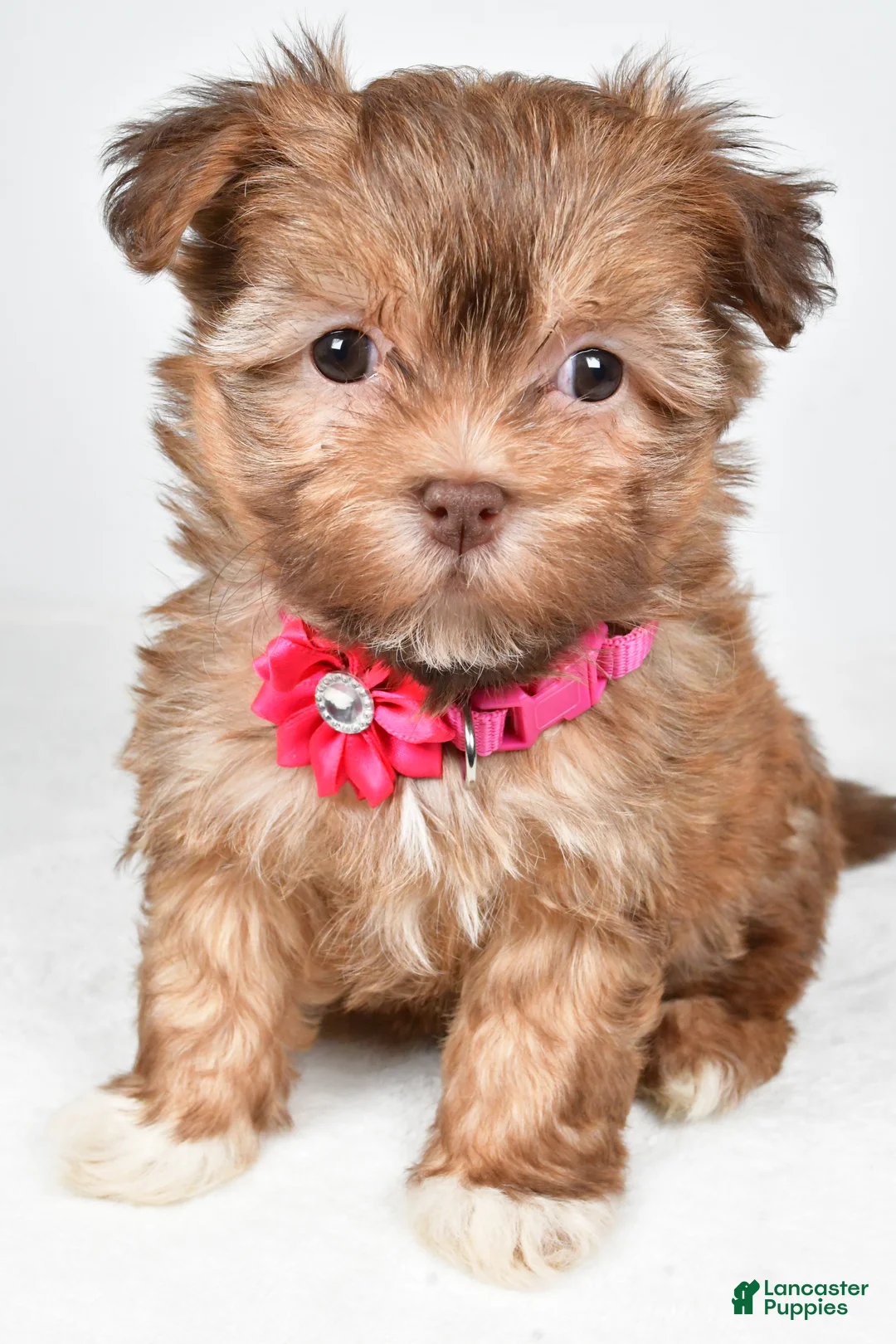 Havanese dogs for sale: Hailey - Ad 8