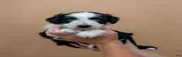 Aussiedoodle dogs for sale: Spark - Ad 2