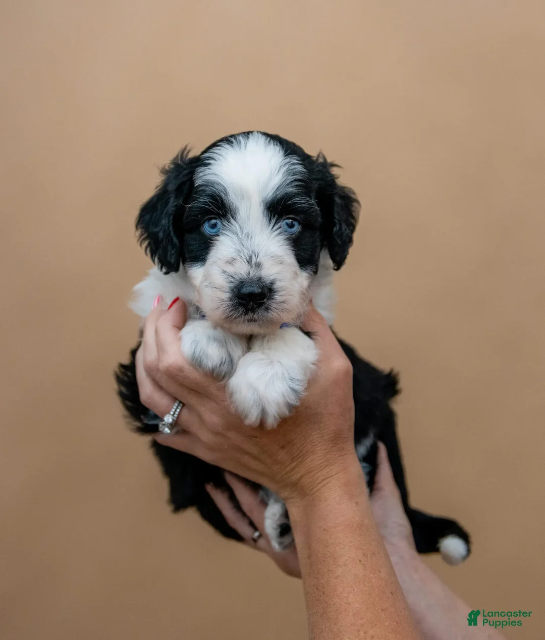 Aussiedoodle dogs for sale: Spark - Ad 2