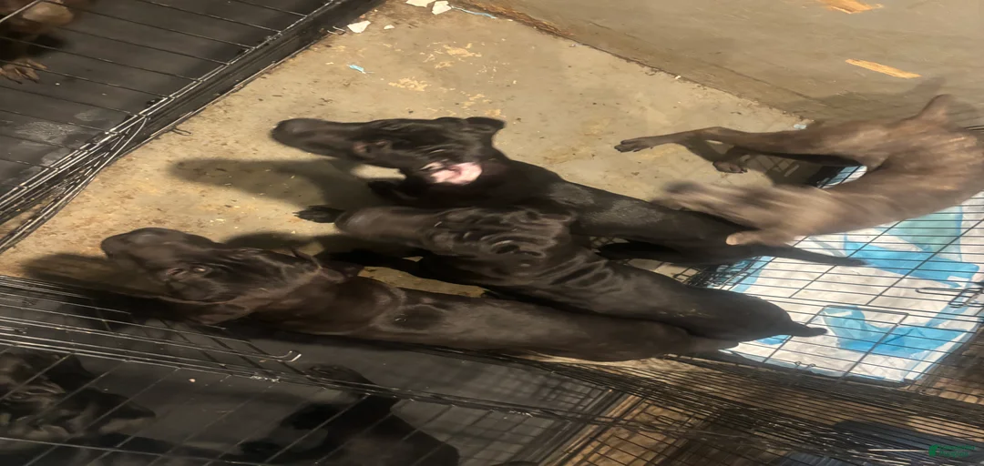 Gallery Image {{count}}