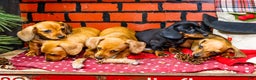 Miniature Dachshund dogs for sale: Willow - Ad 14
