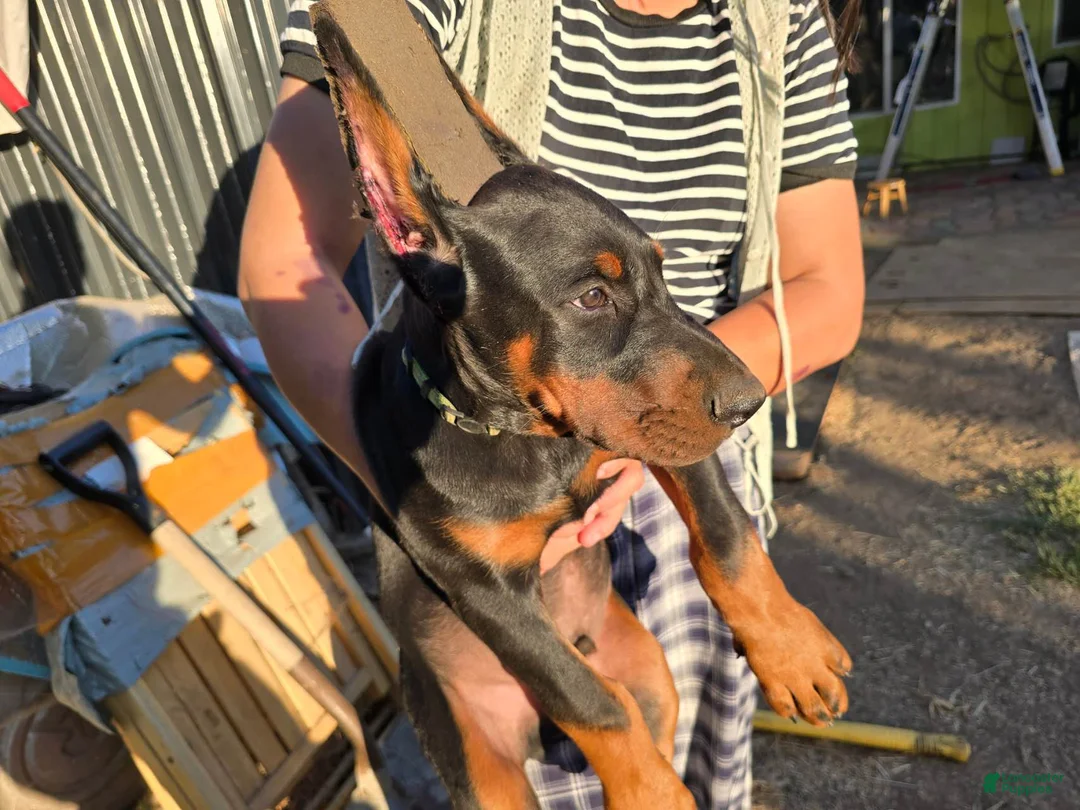 Doberman Pinscher dogs for sale: Doberman Pinscher Puppy 2 - Ad 2
