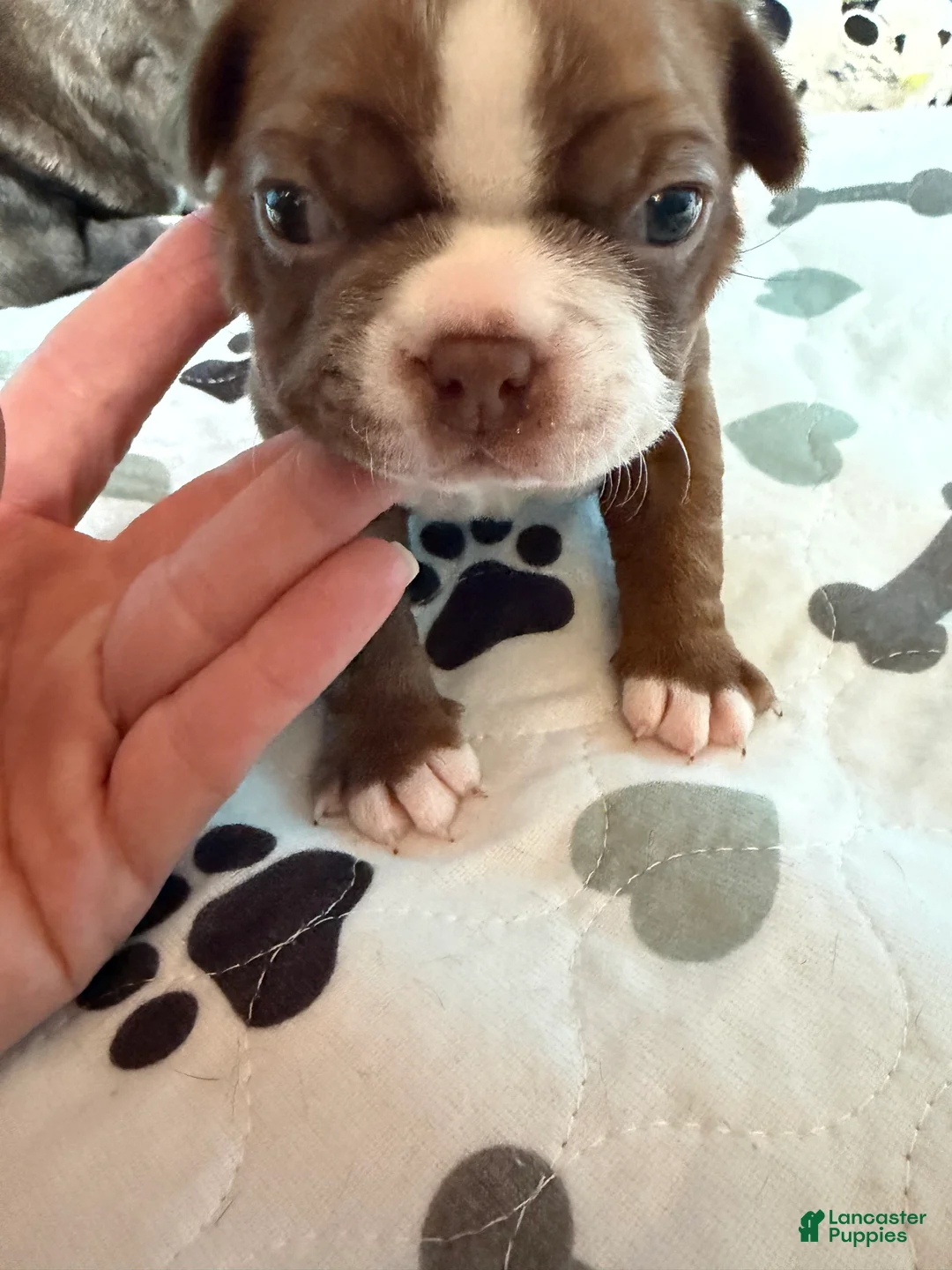 Boston Terrier dogs for sale: Dolly - Ad 2