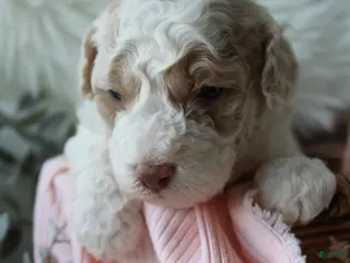 Bichpoo dogs for sale: Willow - Ad 3