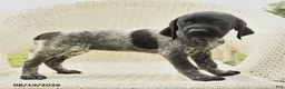 German Shorthaired Pointer dogs for sale: Heather - Ad 4