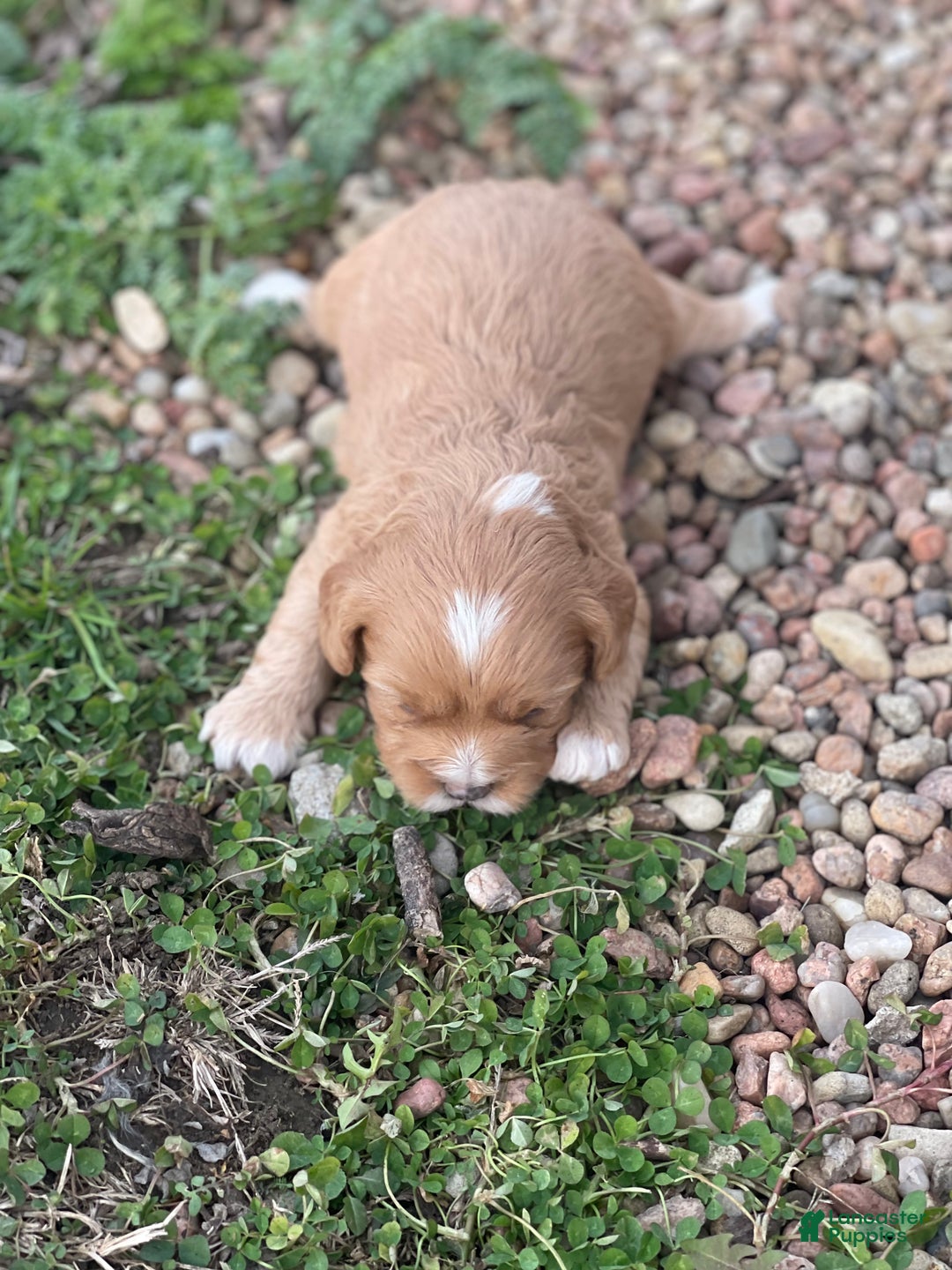 Cavapoo dogs for sale: Cavapoo Puppy 3 - Ad 1