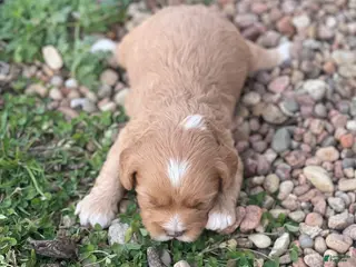 Cavapoo dogs Cavapoo Puppy 3 - Ad 4