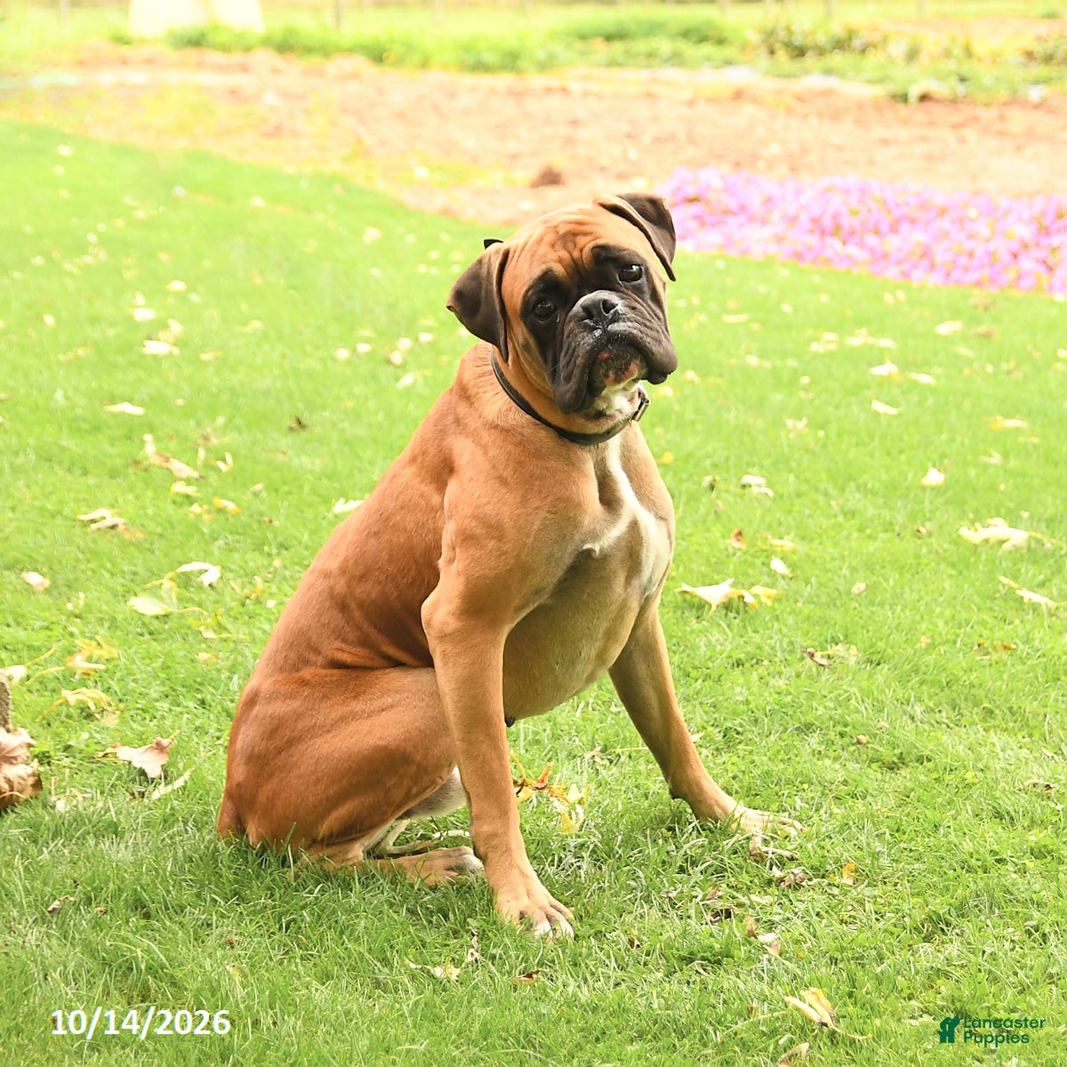 Boxer dogs Randy - Ad 1