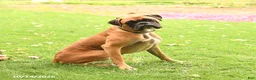 Boxer dogs for sale: Randy - Ad 1