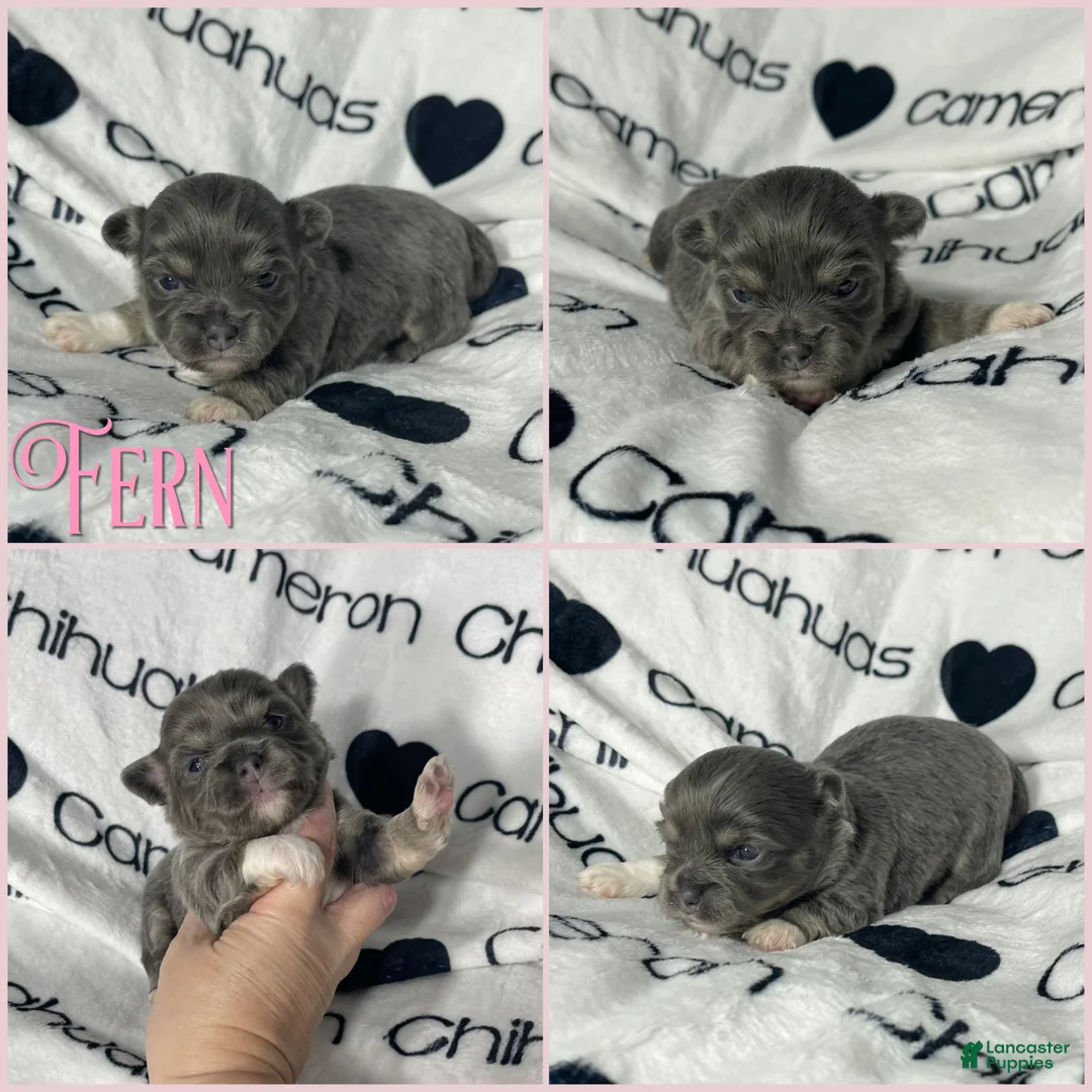 Chihuahua dogs for sale: Fern Blue Long Coat - Ad 5