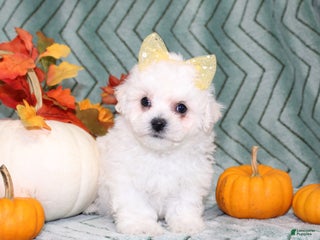 Teddy Bear dogs - Ad 29