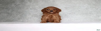 Winston