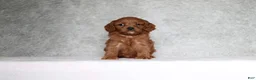 Cavapoo dogs for sale: Winston - Ad 1