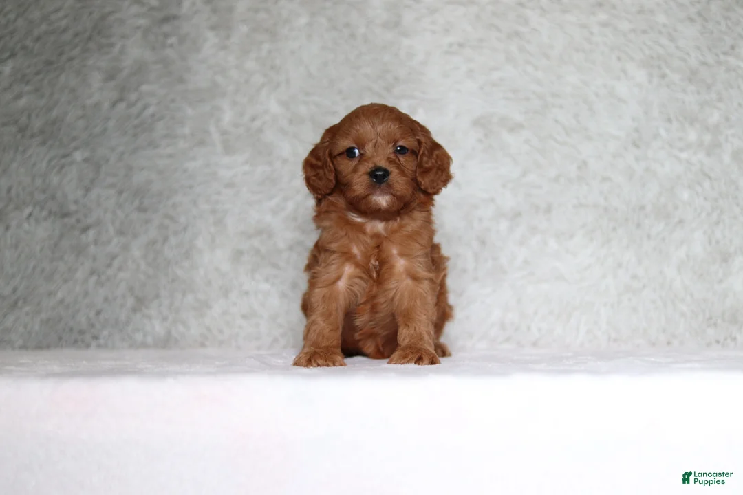 Cavapoo dogs for sale: Winston - Ad 1