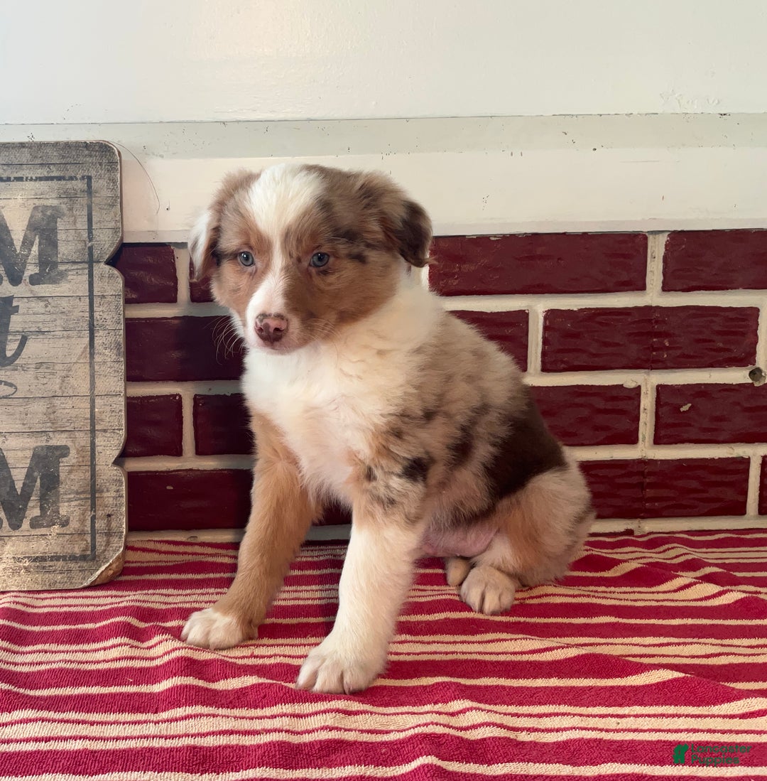 Mixed Breed dogs for sale: Simon - Ad 4