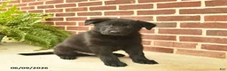 German Shepherd dogs for sale: Bobby - Ad 3