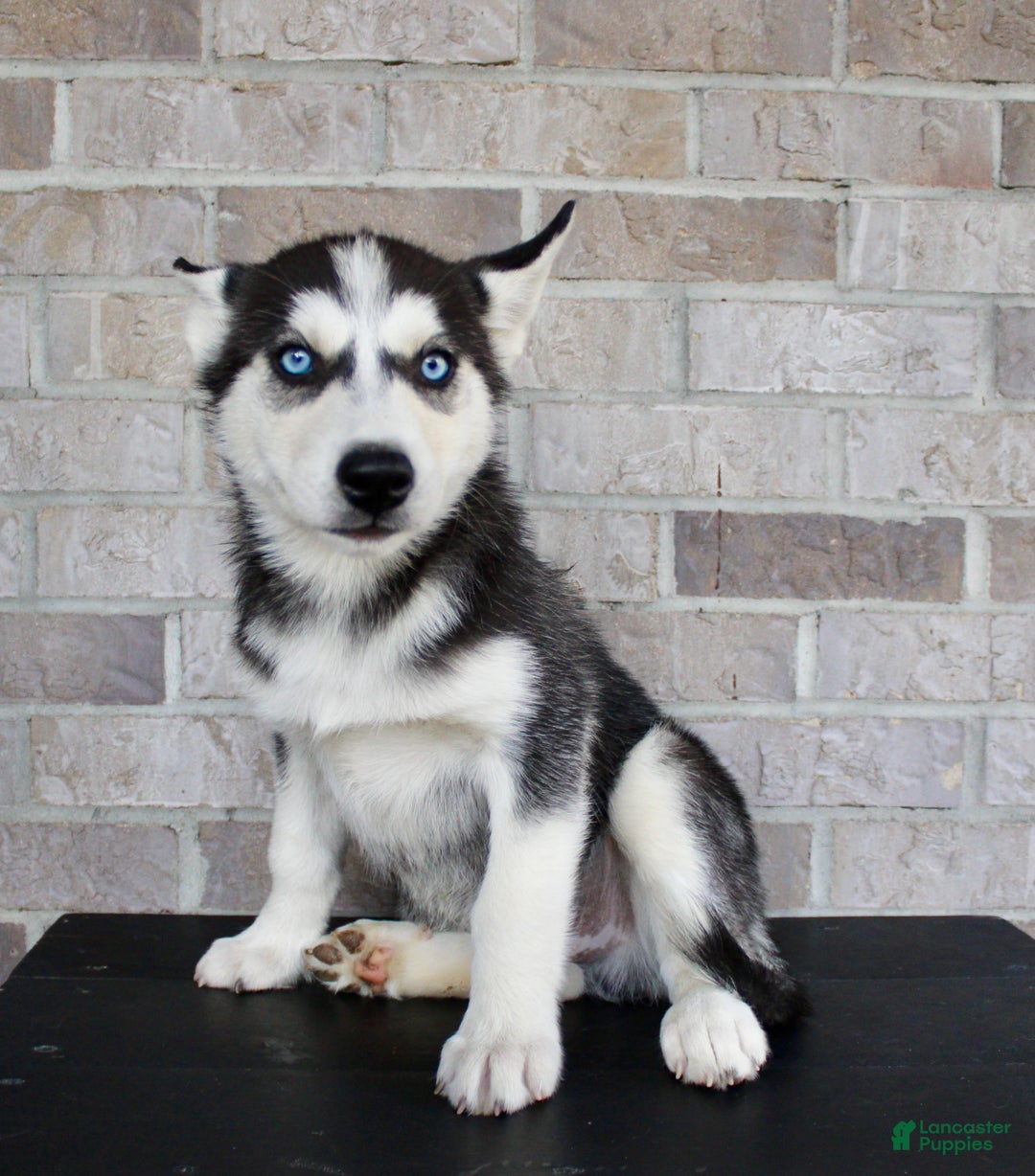 Black Husky With Blue Eyes For Sale Blue Eyes Buy Siberian Husky
