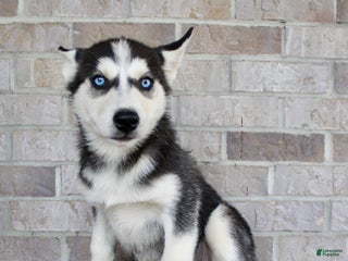 Siberian Husky dogs - Ad 39