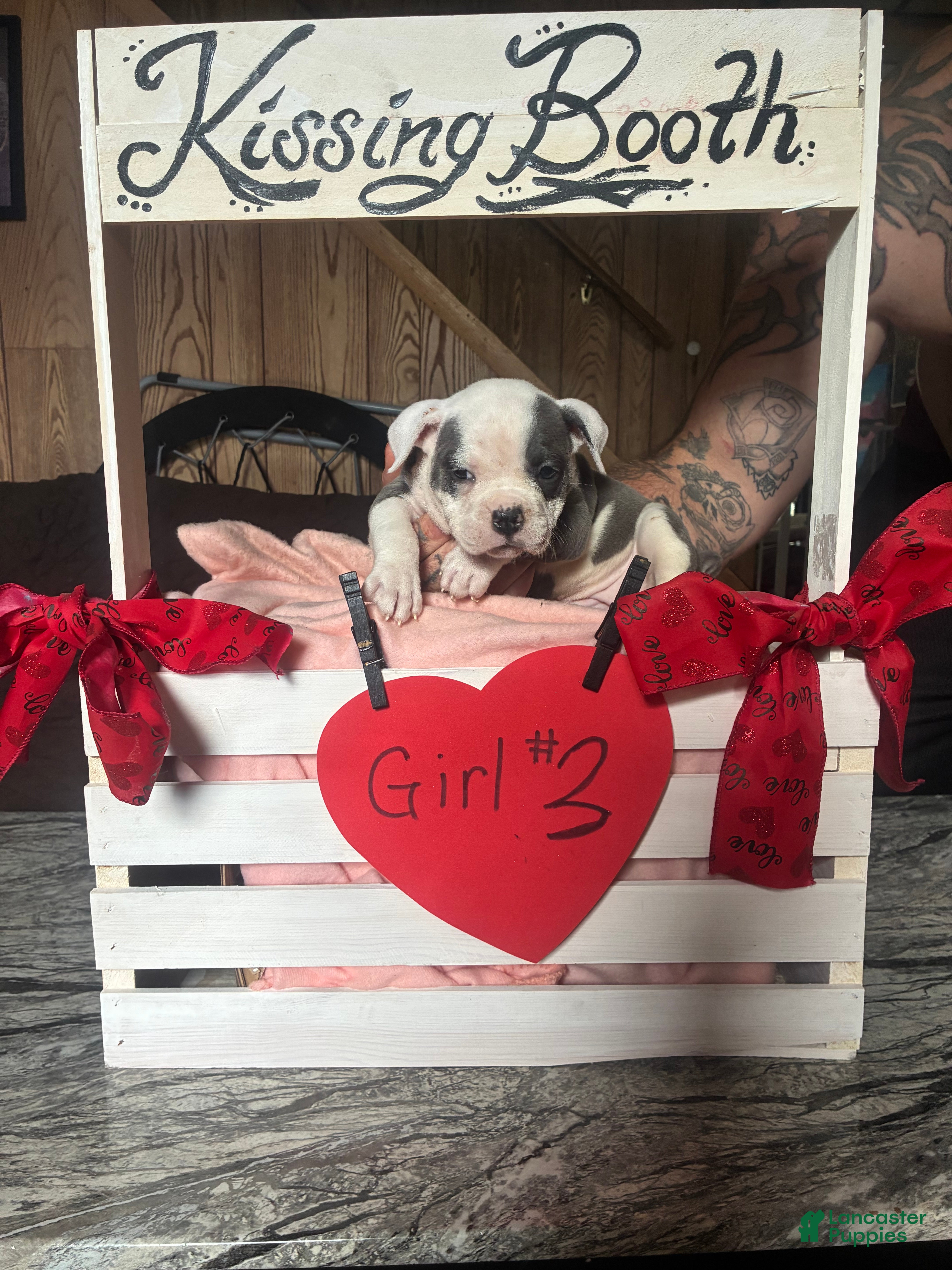 Olde English Bulldogge dogs Olde English Bulldogge 3 - Ad 2