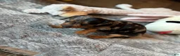 Dachshund dogs for sale: Dachshund 1 - Ad 6