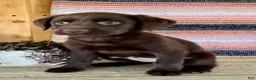 Labrador Retriever dogs for sale: Misty - Ad 4