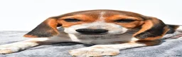Beagle dogs for sale: Mike - Ad 6