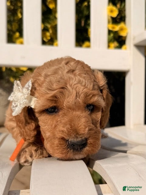 Mixed Breed dogs Poppy - Ad 2