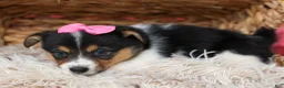 Welsh Corgi Pembroke dogs for sale: Annabelle🎀 - Ad 21