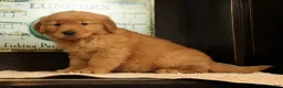 Golden Retriever dogs for sale: Quincey - Ad 3