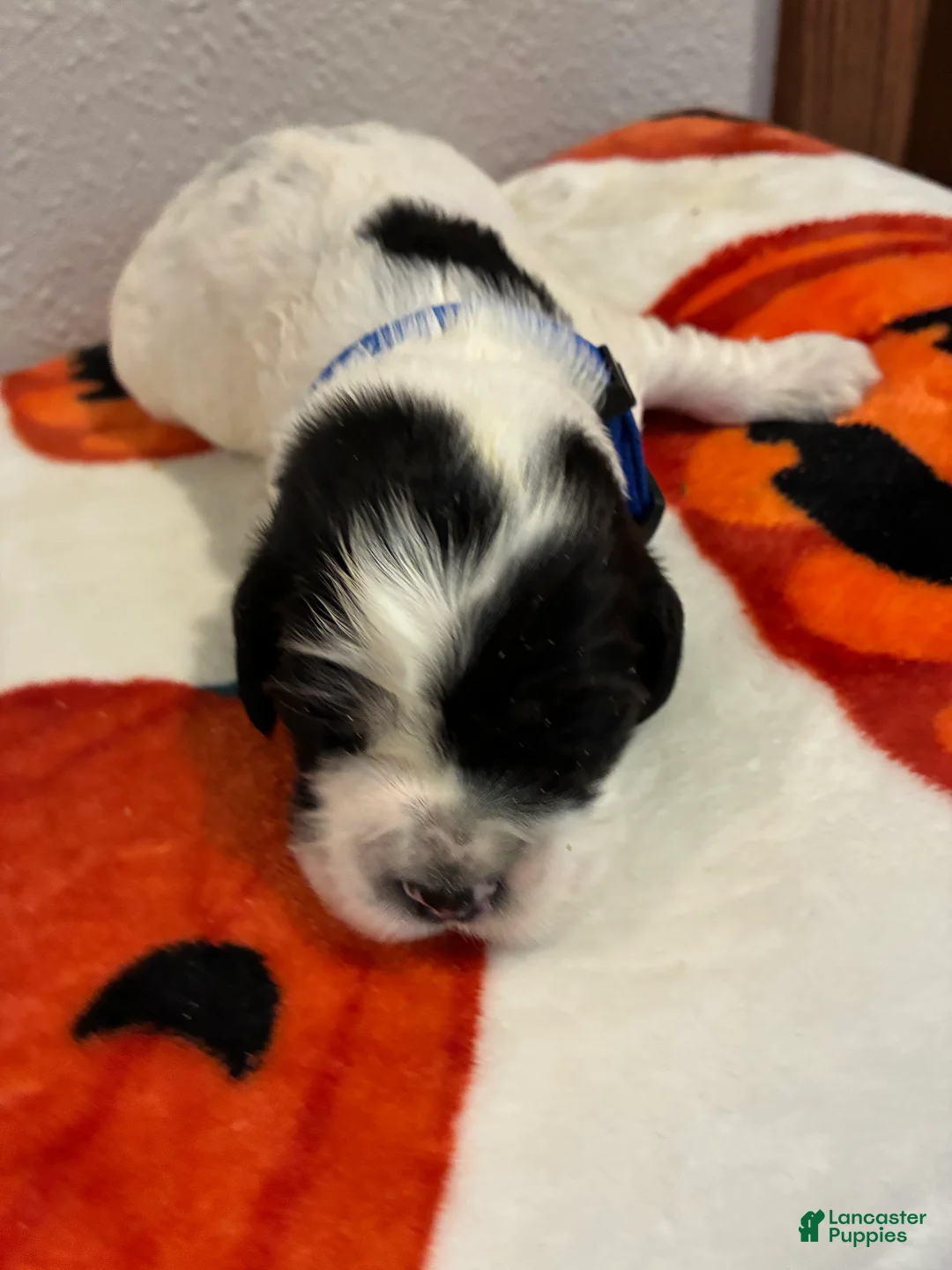 Cockapoo dogs for sale: Cockapoo 2 - Ad 1