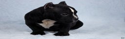 American Bully dogs for sale: Black/White Female - Ad 3