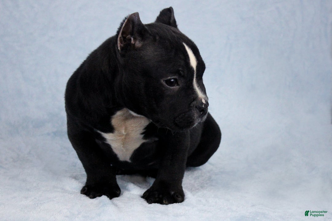 American Bully dogs for sale: Black/White Female - Ad 3