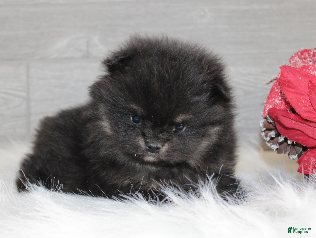 Pomeranian dogs for sale: Kason - Ad 11