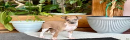 Italian Greyhound dogs for sale: Italian Greyhound male 3 Fawn boy  - Ad 9