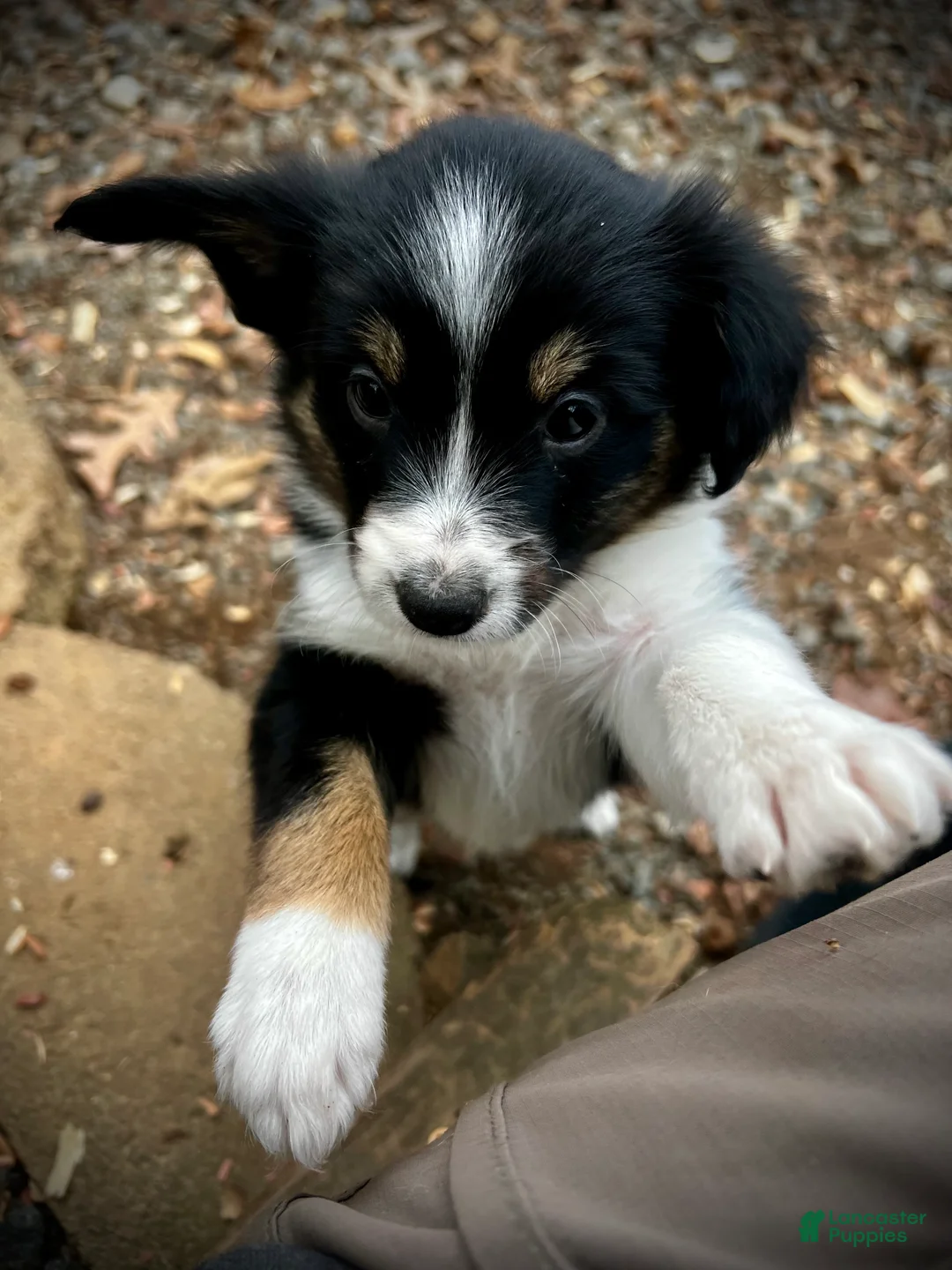 Mixed Breed dogs for sale: SOLD.  J - Female - Ad 12