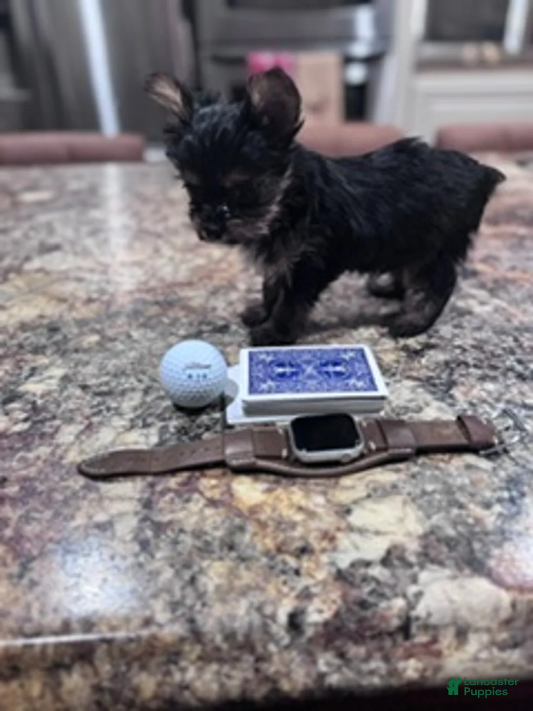 Yorkshire Terrier dogs for sale: Reba's "Georgia Light" - Ad 2
