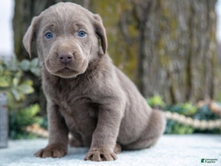 Labrador Retriever dogs - Ad 32