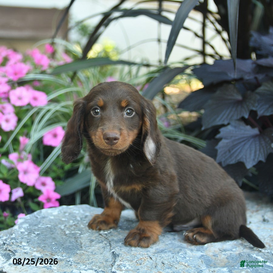 Miniature Dachshund dogs Buddy  - Ad 2