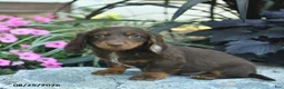 Miniature Dachshund dogs for sale: Buddy  - Ad 2