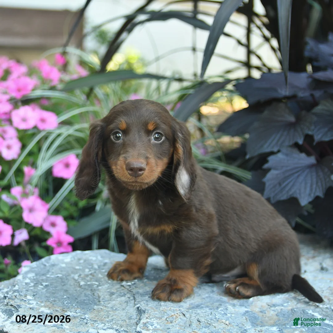 Miniature Dachshund dogs for sale: Buddy  - Ad 2