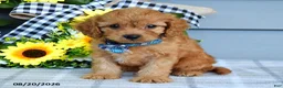 Cavapoo dogs for sale: Tanner - Ad 5
