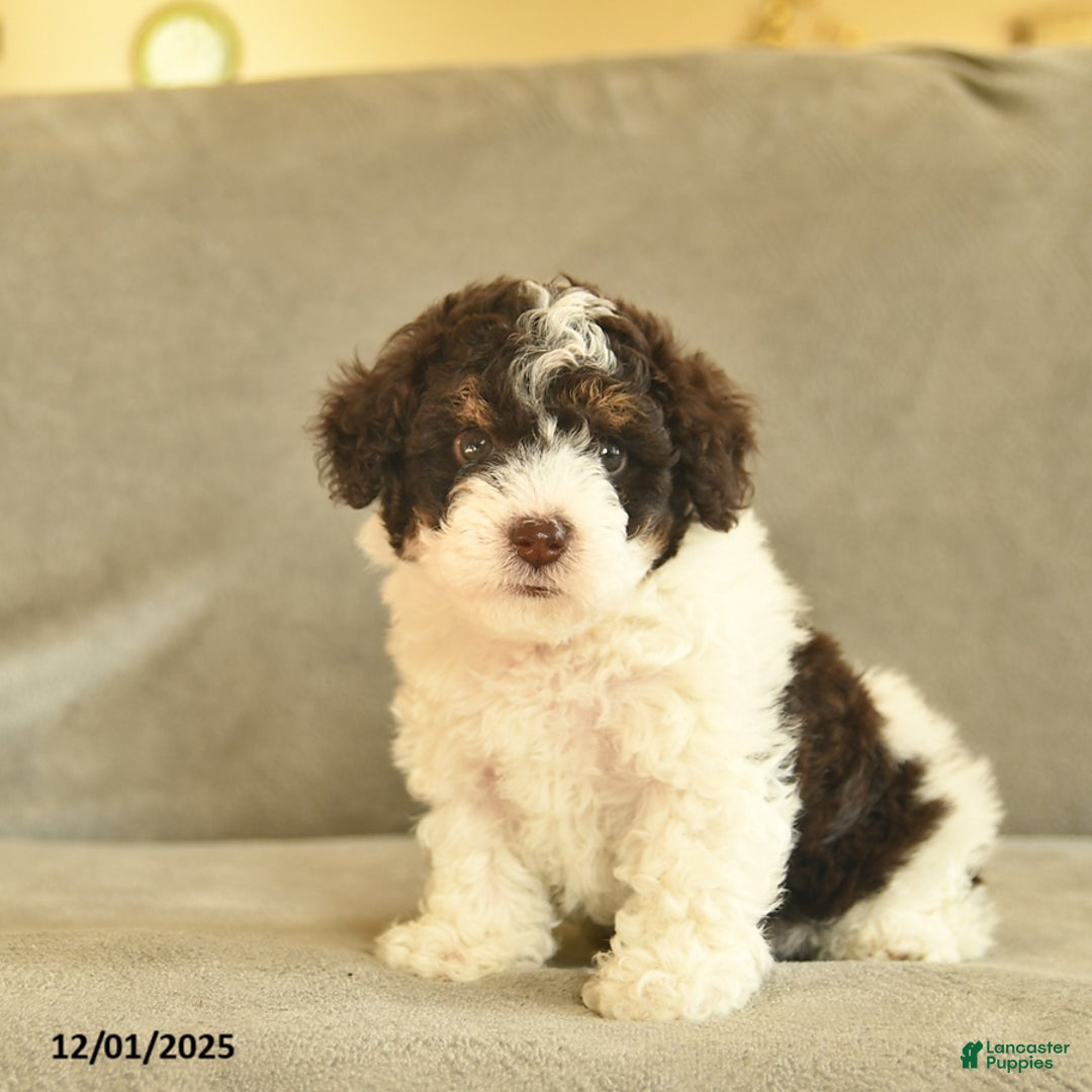 Miniature Poodle dogs for sale: Wonka  - Ad 3